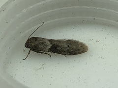 Blastobasis glandulella