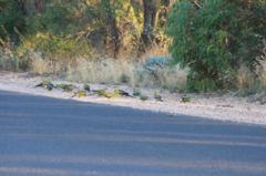 Polytelis anthopeplus monarchoides
