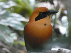 Baryphthengus martii