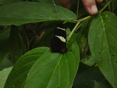 Heliconius wallacei