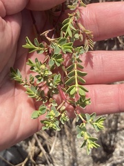 Euphorbia mesembryanthemifolia