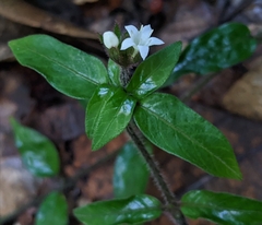 Palicourea callithrix