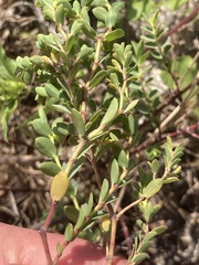 Euphorbia mesembryanthemifolia