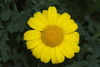Corn Marigold - Photo (c) Pat Enright, some rights reserved (CC BY-NC), uploaded by Pat Enright
