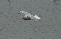 Larus glaucescens