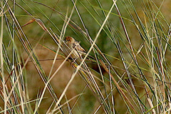 Cisticola pipiens