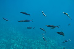 Caesio striata