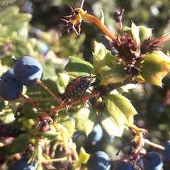 Phorbanta variabilis
