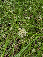 Isolepis prolifera