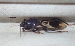 Rasahus albomaculatus