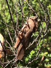 Goniaea australasiae