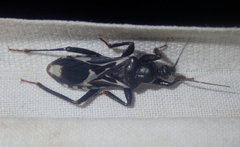 Rasahus albomaculatus