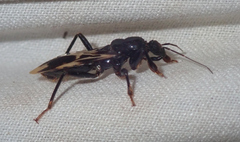 Rasahus albomaculatus