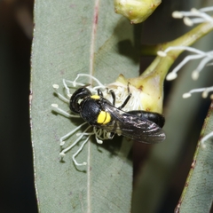 Hylaeus nubilosus
