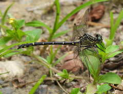 Austrogomphus ochraceus