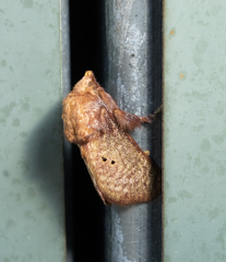 Doratifera quadriguttata