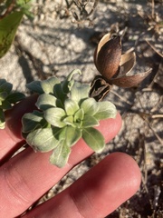 Oenothera humifusa