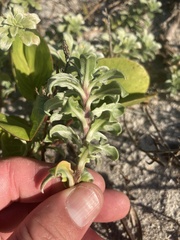 Oenothera humifusa