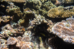 Chaetodon citrinellus