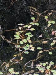 Potamogeton cheesemanii
