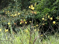 Cochlospermum vitifolium