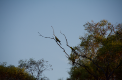 Polytelis anthopeplus monarchoides