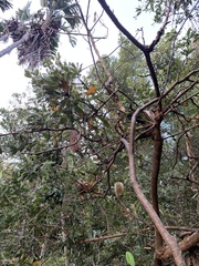 Banksia serrata
