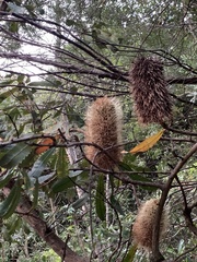 Banksia serrata