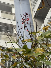Erythrina crista-galli