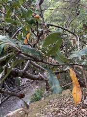 Banksia serrata