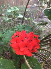 Pelargonium × hybridum