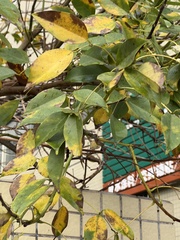 Erythrina crista-galli