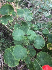 Pelargonium × hybridum