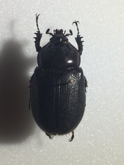 Heterogomphus mniszechi