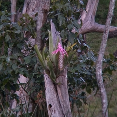 Bromelioideae