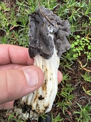 Helvella vespertina