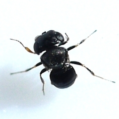 Trissolcus