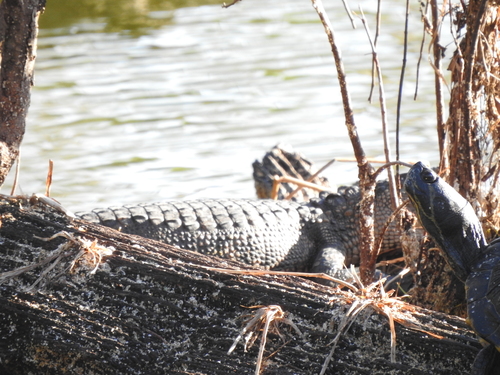 American Alligator photographed in Georgia