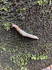 Prophysaon vanattae