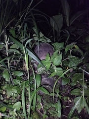 Dasypus novemcinctus