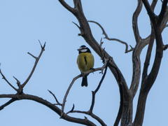 Cyanistes teneriffae