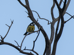 Cyanistes teneriffae