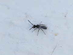 Lasioglossum viride