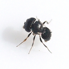 Trissolcus