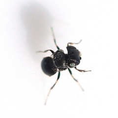 Trissolcus