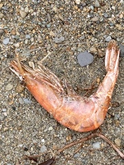 Paratya curvirostris