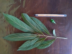 Nectandra lanceolata