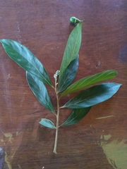 Nectandra lanceolata