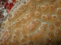 Duncanopsammia peltata