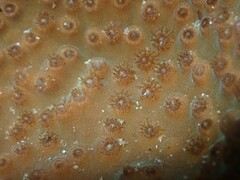 Duncanopsammia peltata